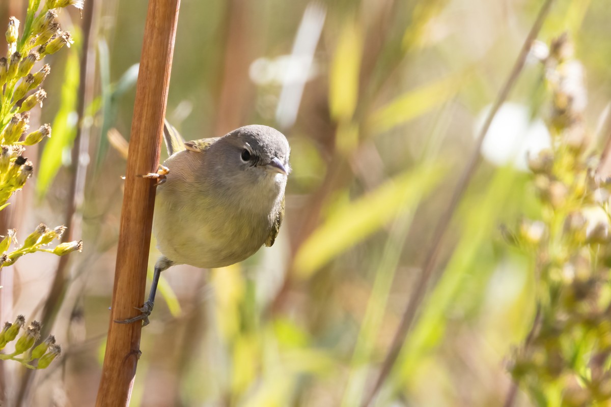 Orange-crowned Warbler - ML645072313