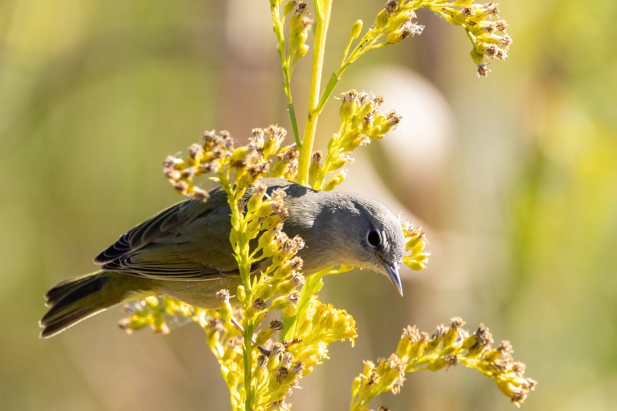 Orange-crowned Warbler - ML645072314