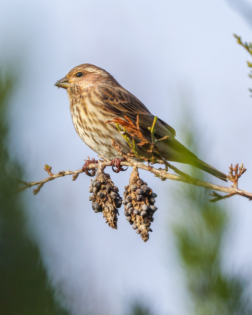 Purple Finch - ML645072316