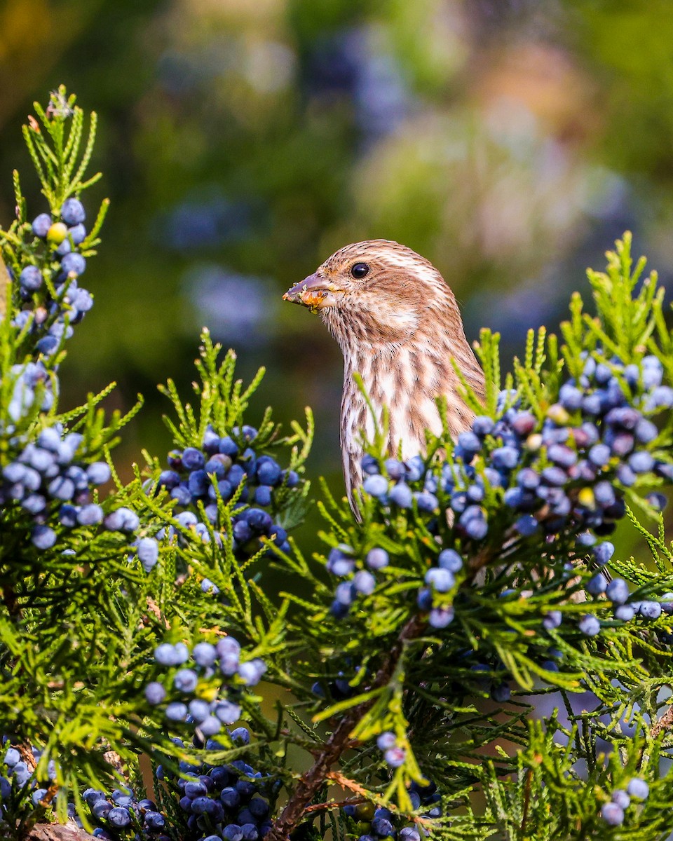Purple Finch - ML645072317