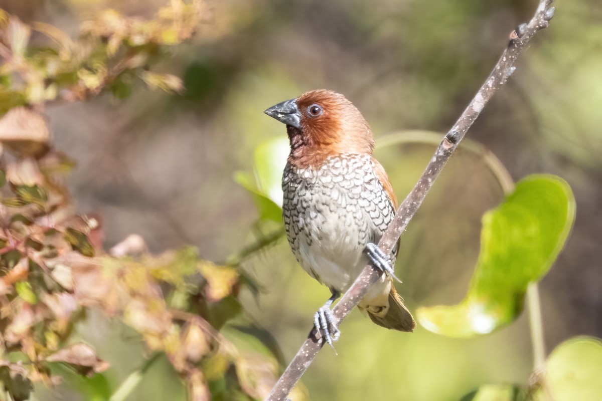 Scaly-breasted Munia - ML645072323