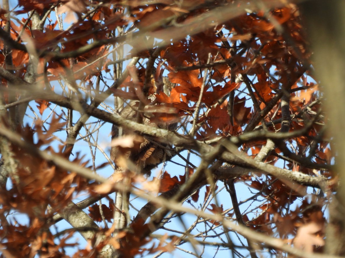 Great Horned Owl - ML645072325