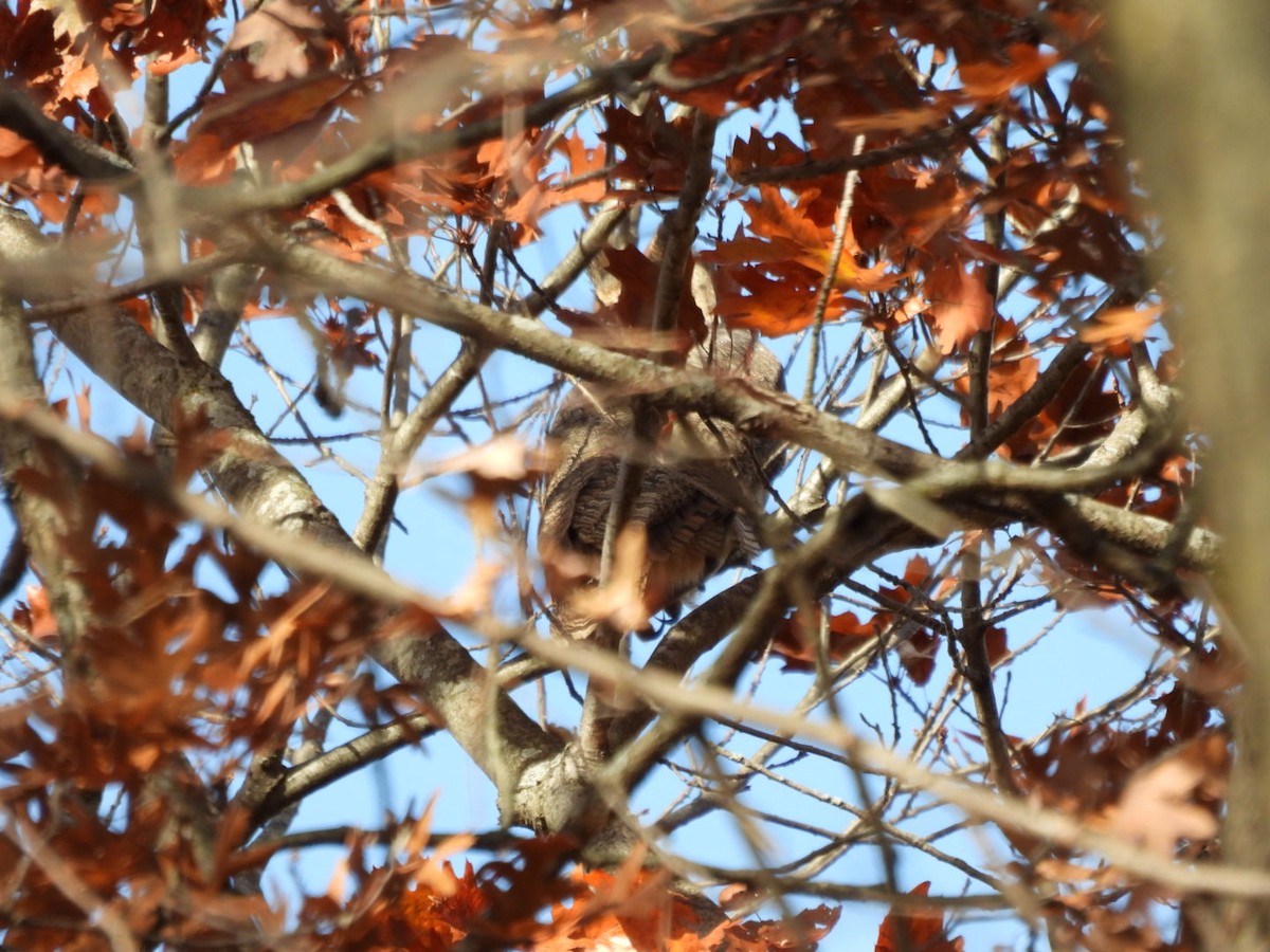 Great Horned Owl - ML645072326