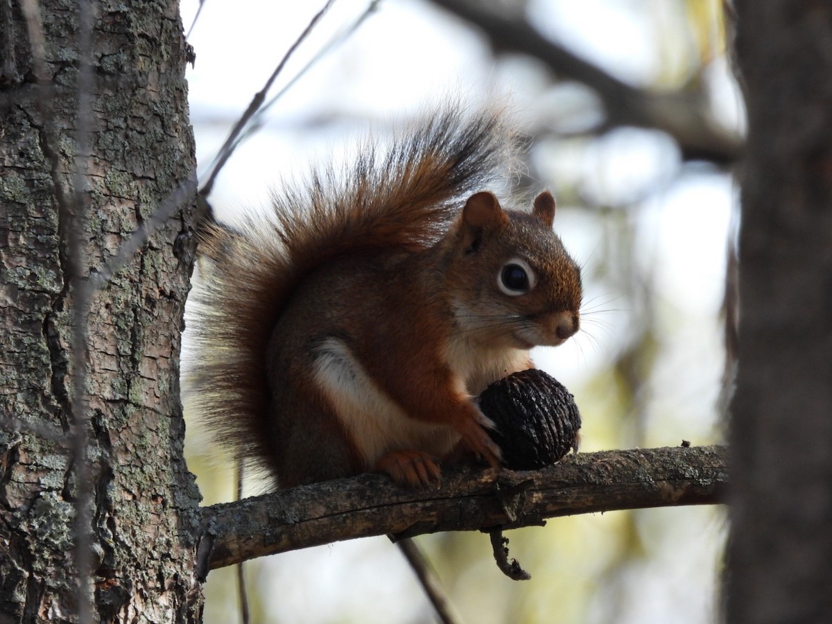 American Red Squirrel - ML645072337