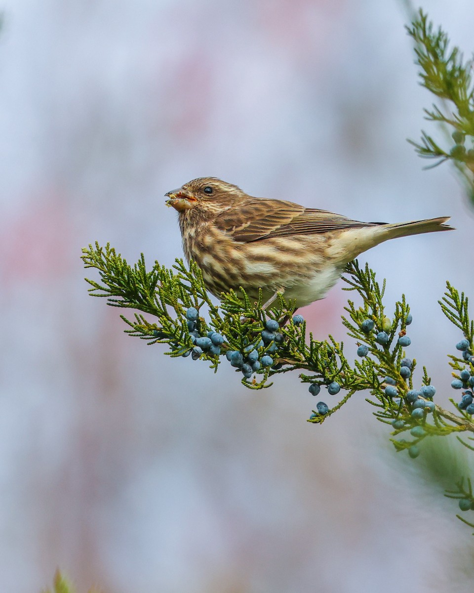 Purple Finch - ML645072346
