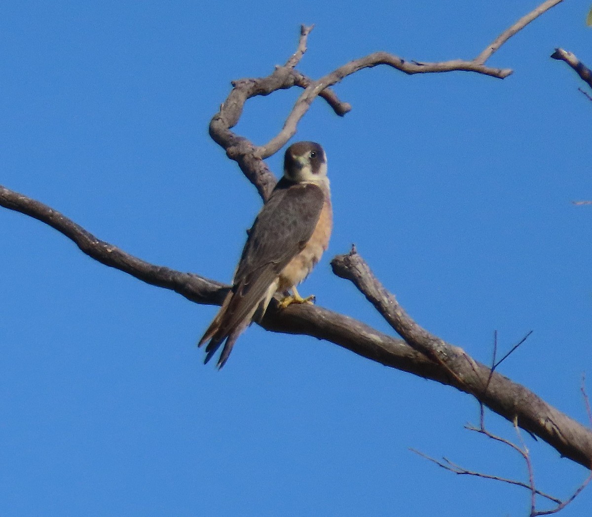 ostříž australský - ML645072358