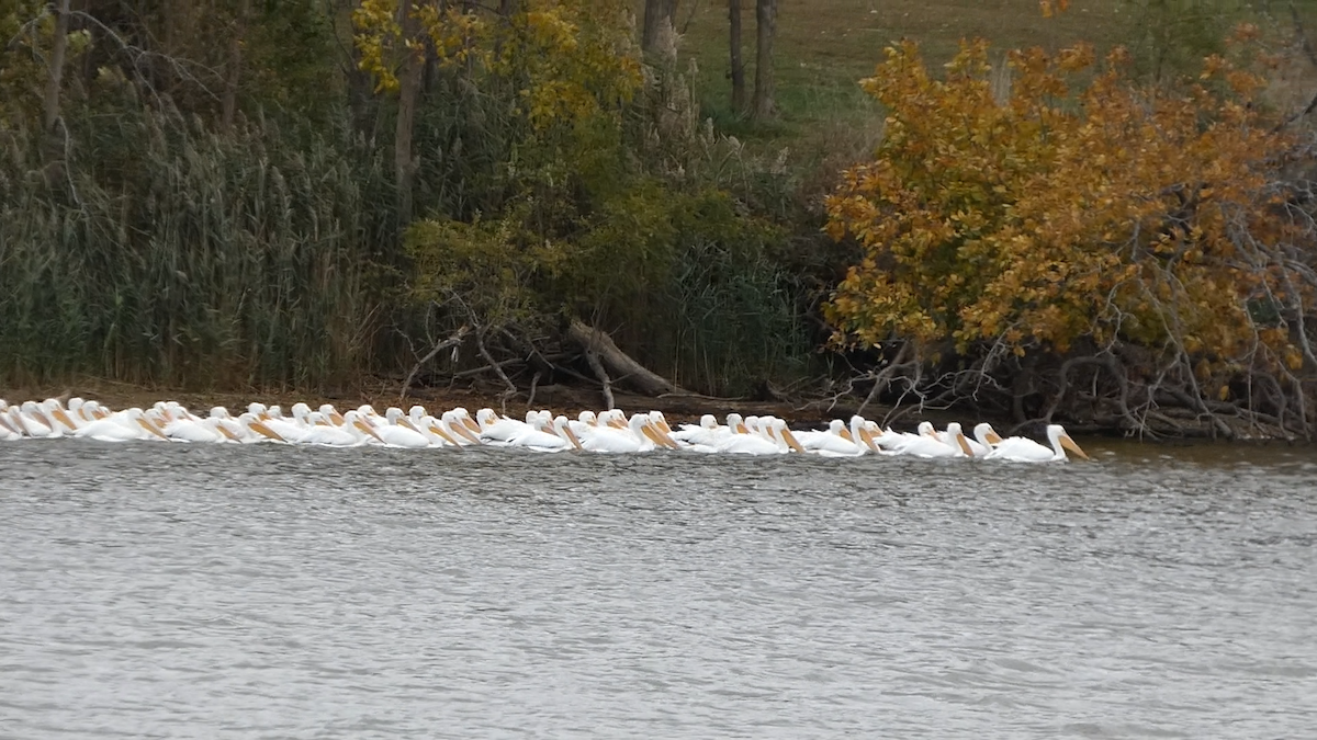 American White Pelican - ML645072360