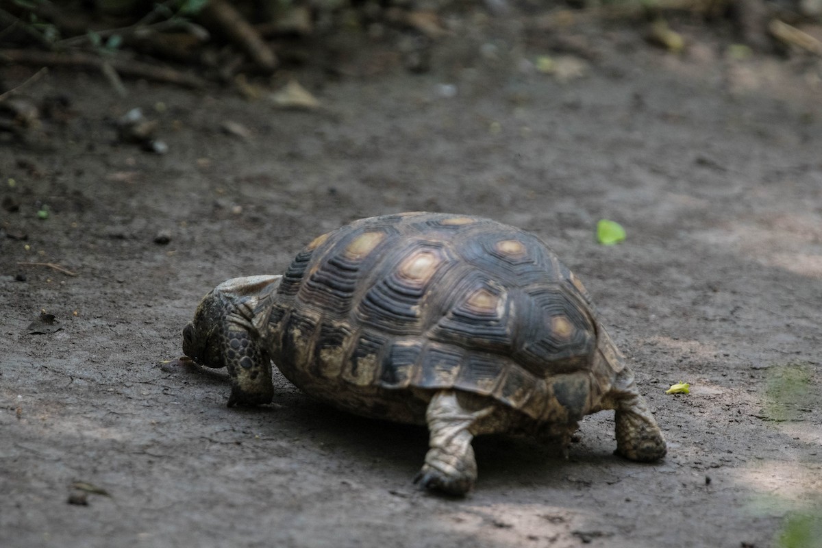 Texas Tortoise - ML645072362