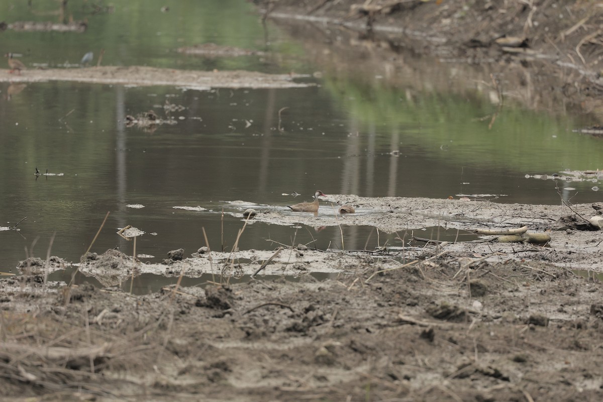 Brazilian Teal - ML645072367