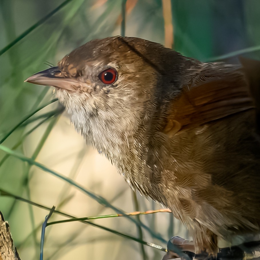 Eastern Bristlebird - ML645072368