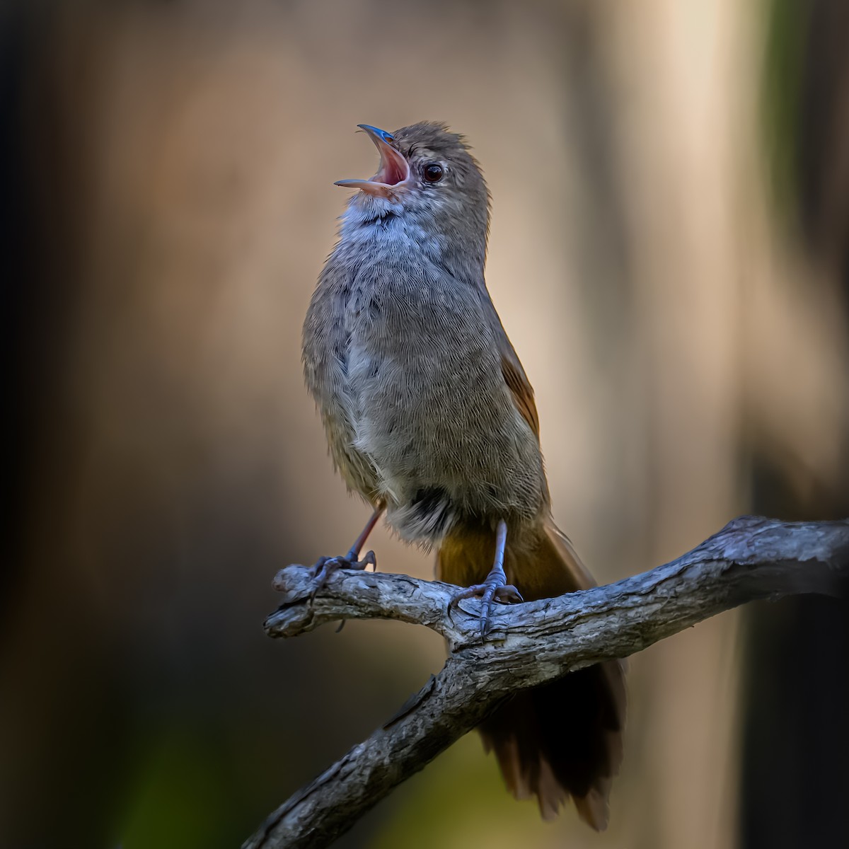 Eastern Bristlebird - ML645072369