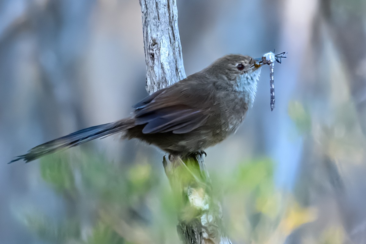 Eastern Bristlebird - ML645072370