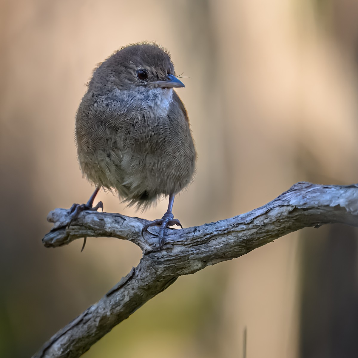 Eastern Bristlebird - ML645072371
