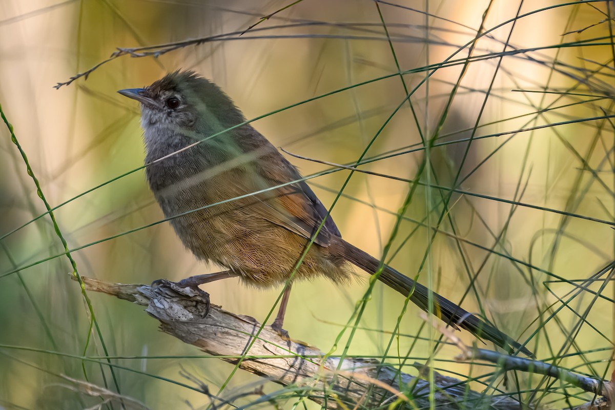 Eastern Bristlebird - ML645072372