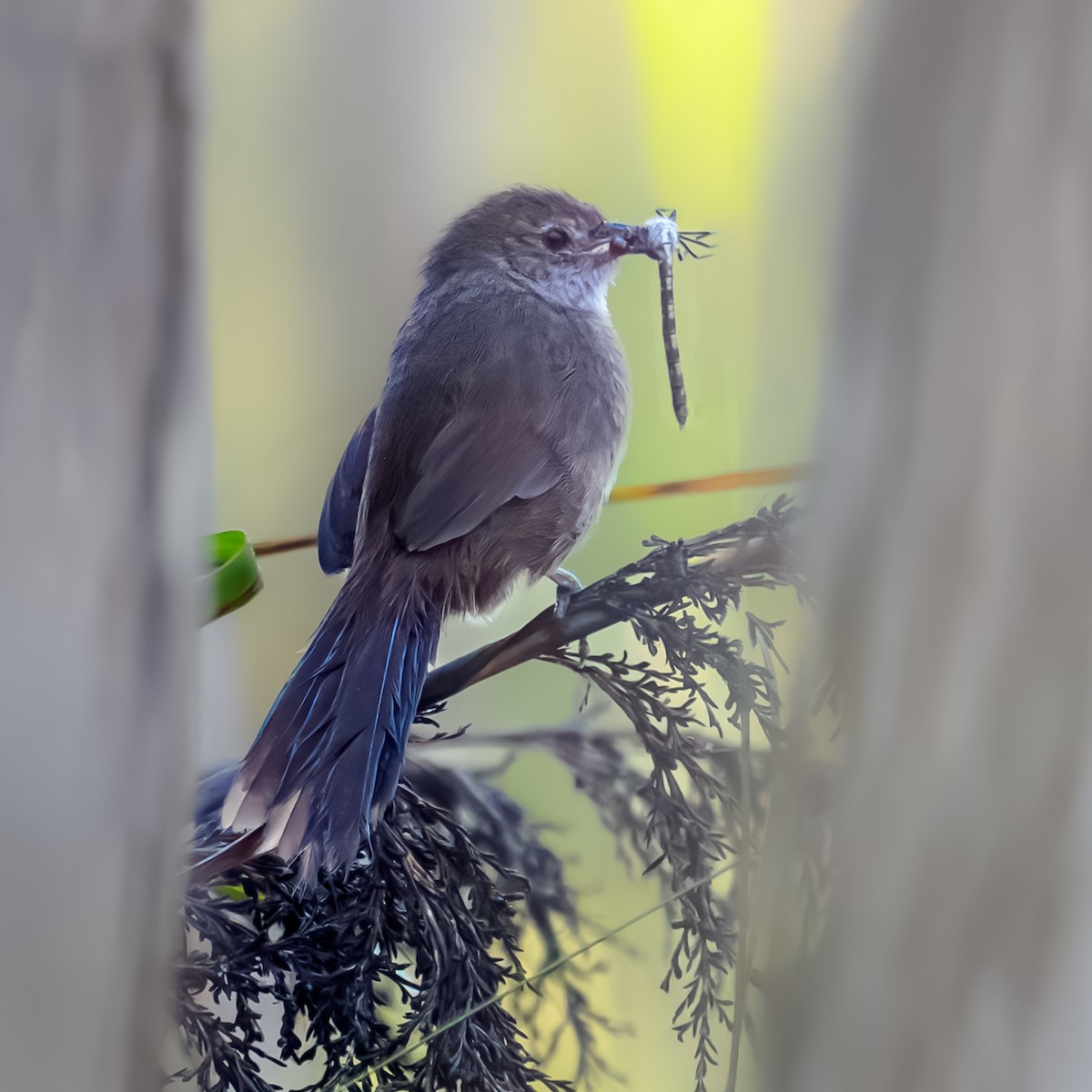 Eastern Bristlebird - ML645072373