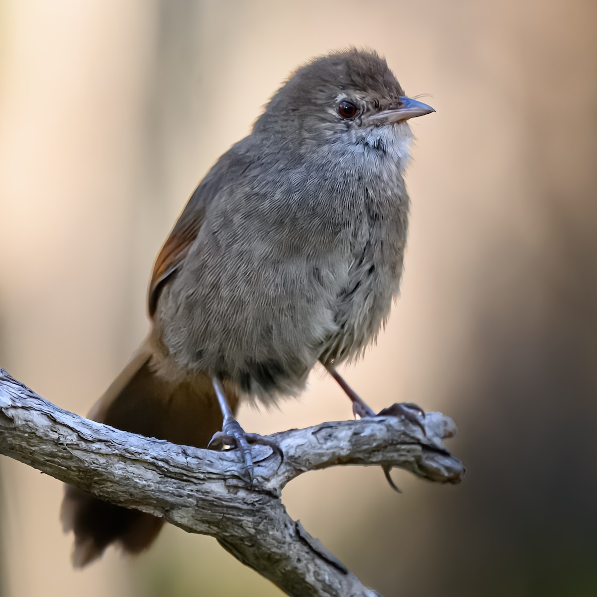 Eastern Bristlebird - ML645072374