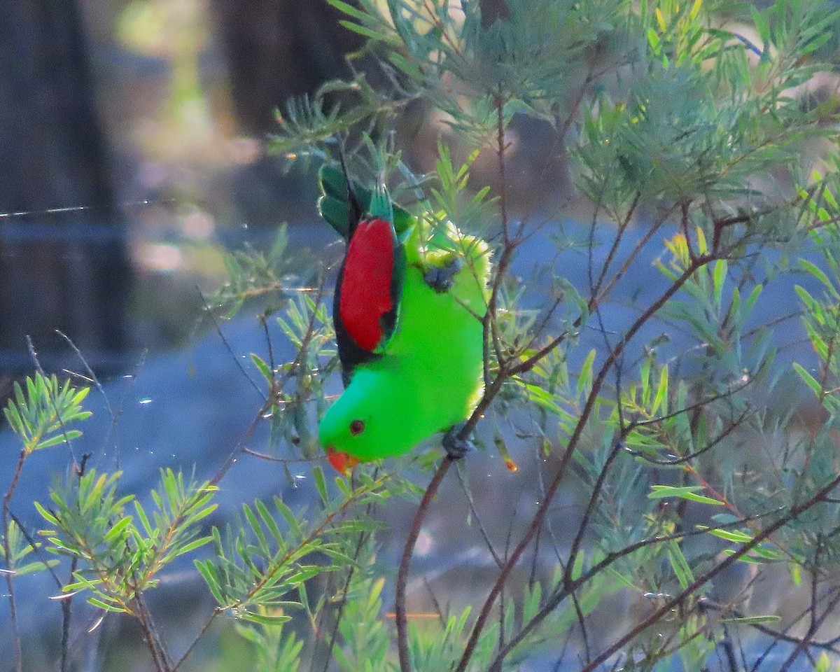 papouškovec červenokřídlý - ML645072392