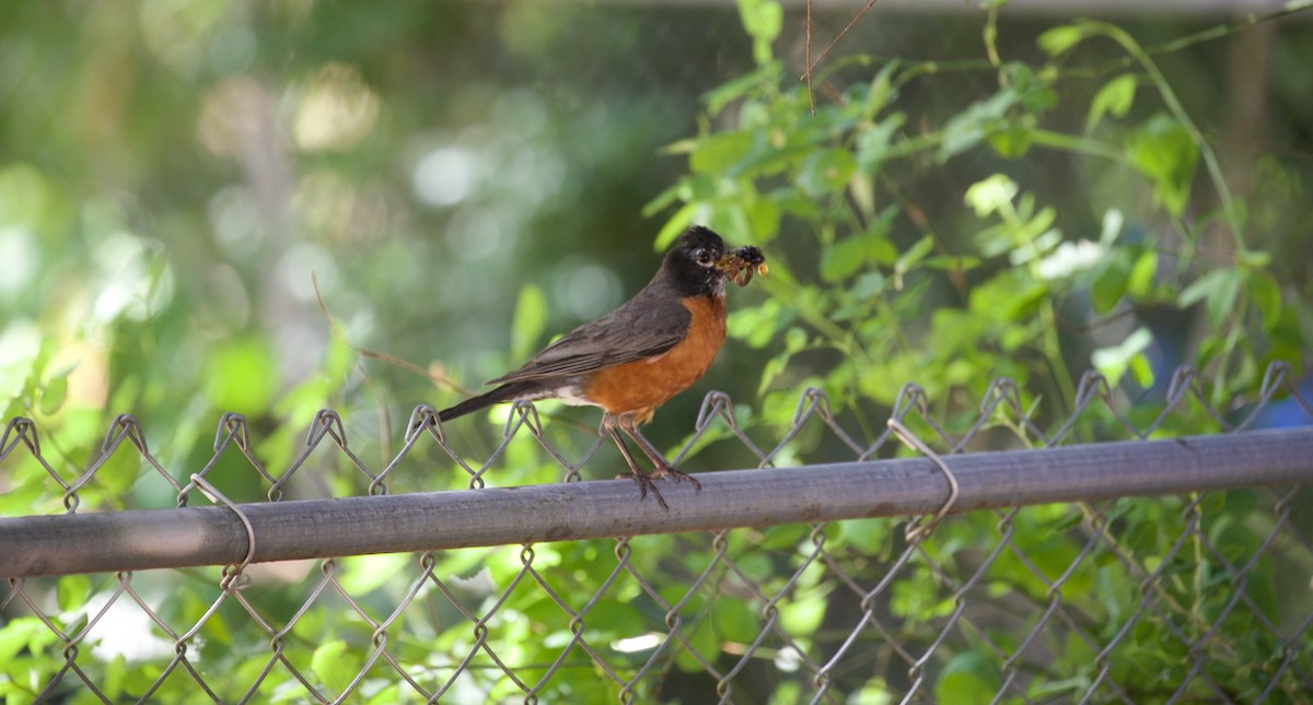 American Robin - ML645072408