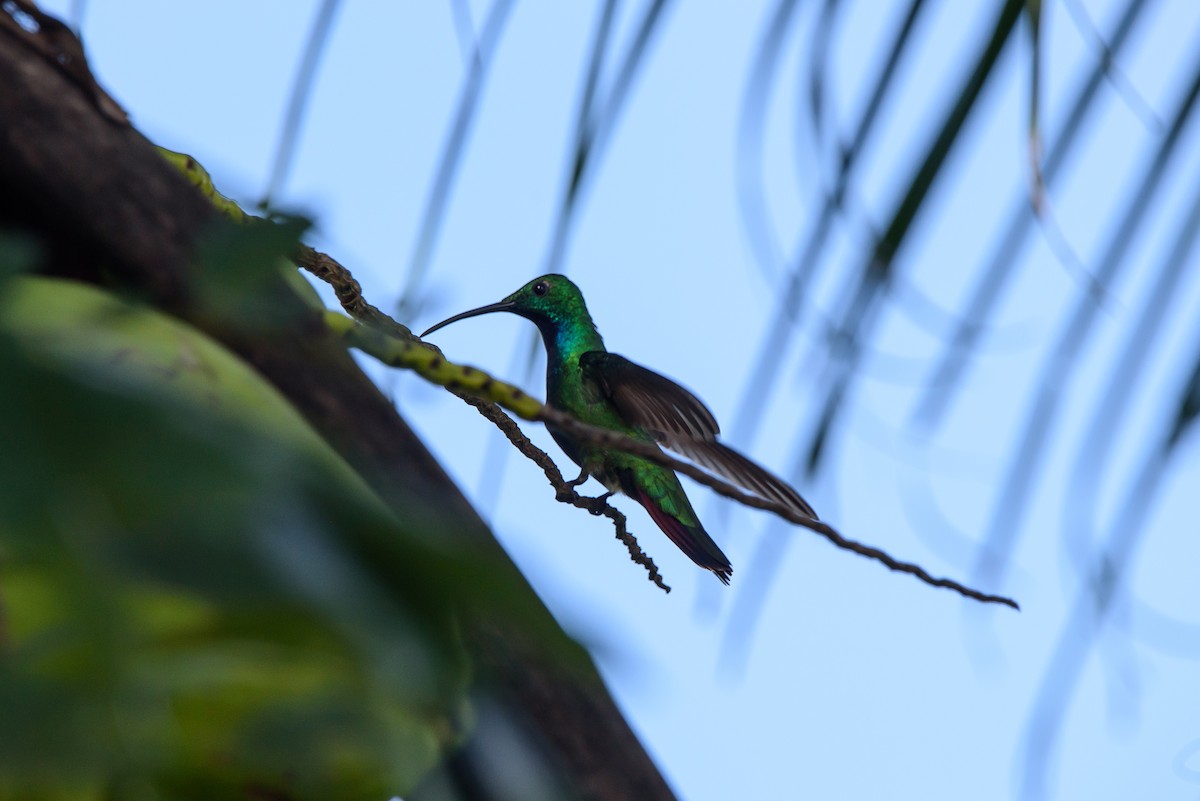 Mango Pechiverde - ML645072413