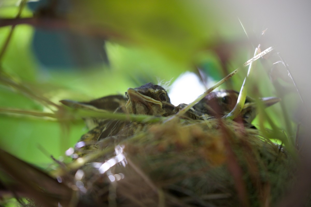 American Robin - ML645072415