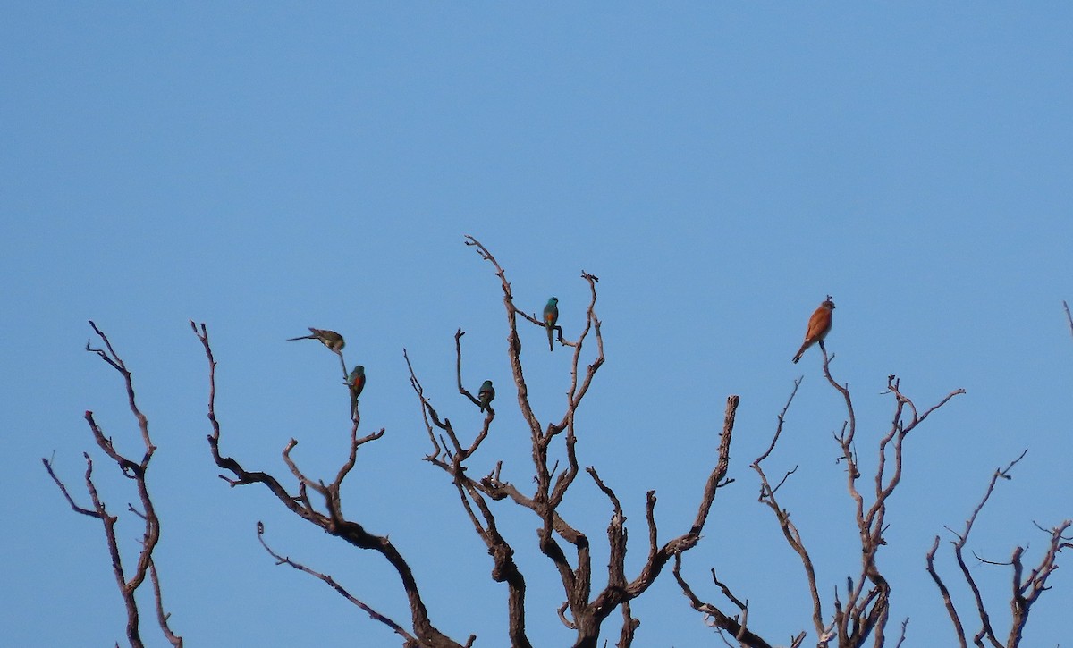 rosela zpěvavá - ML645072417