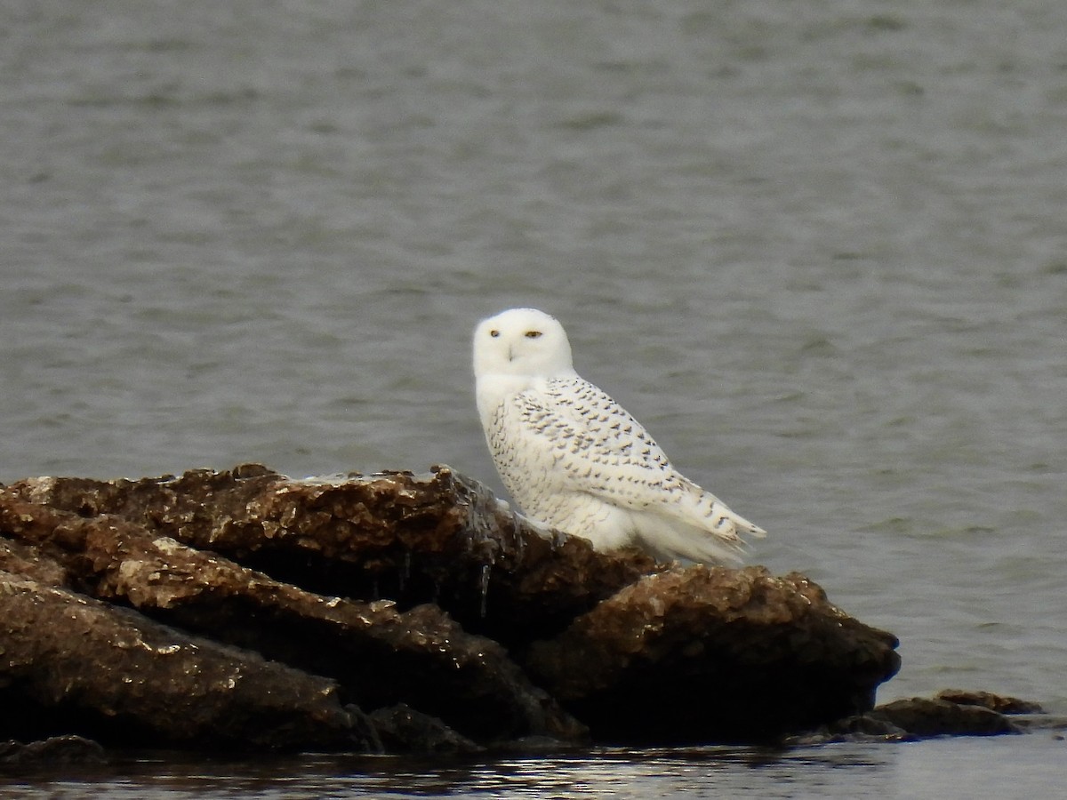 Snowy Owl - ML645072420