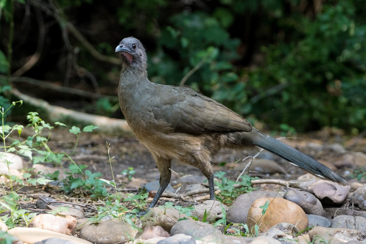 Plain Chachalaca - ML645072429