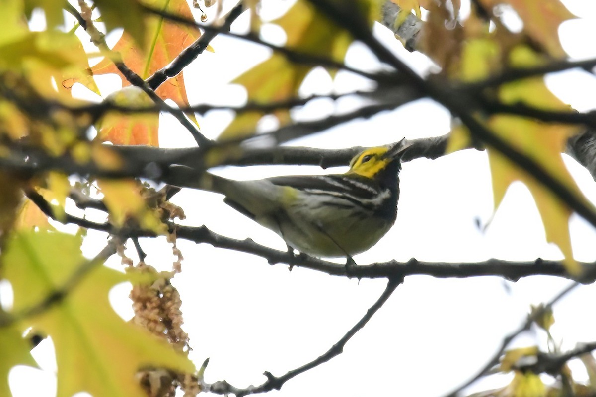 Black-throated Green Warbler - ML645072433
