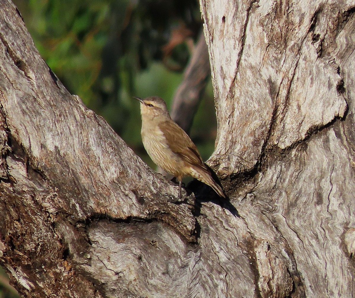 lezčík hnědý - ML645072434