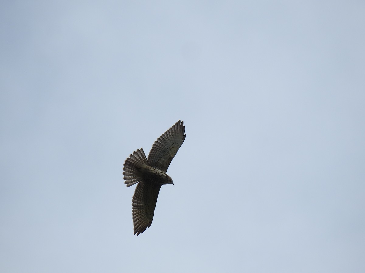 káně širokokřídlá - ML645072449