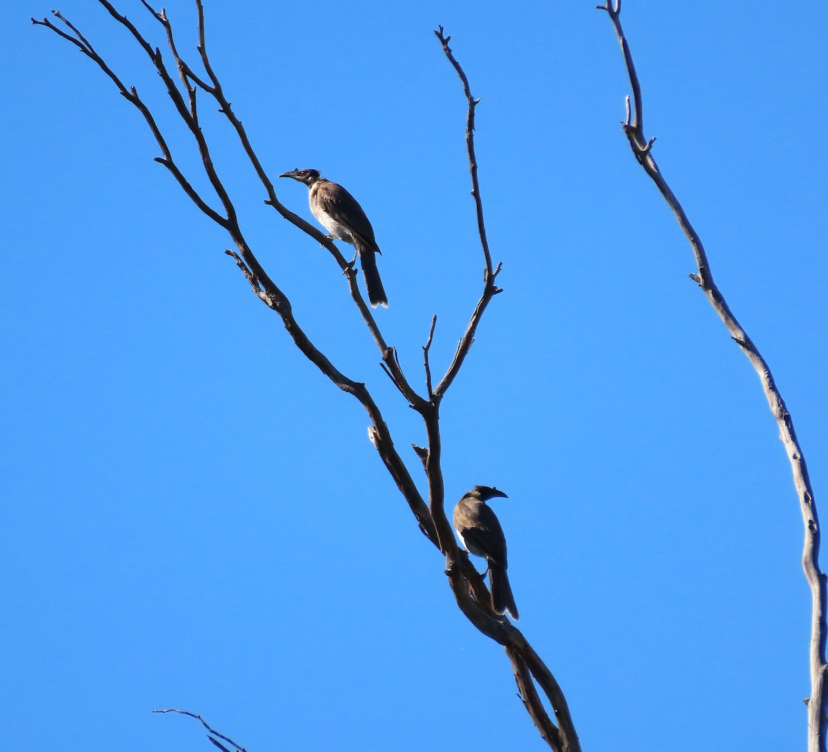 zoborožík křiklavý - ML645072452