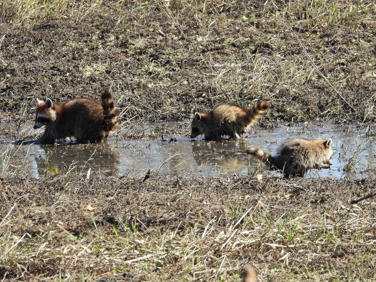 Animals - ML645072456