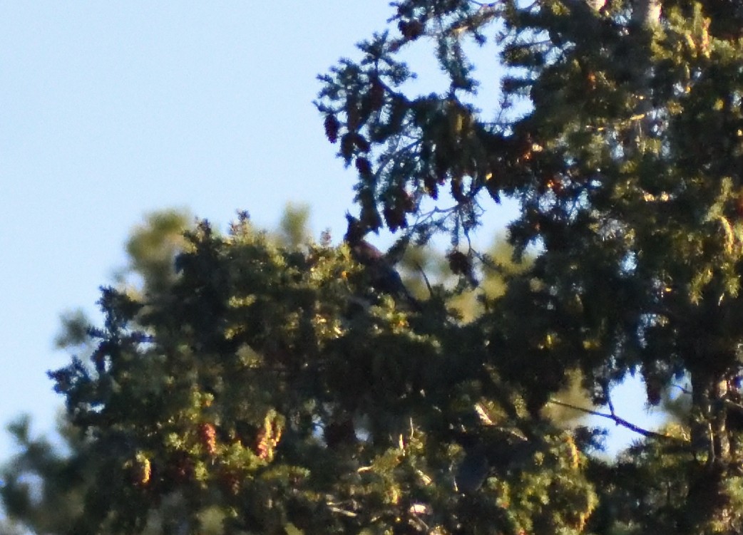 Стеллерова сойка [группа diademata] - ML645072463