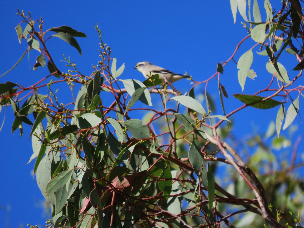 pardalot australský - ML645072465