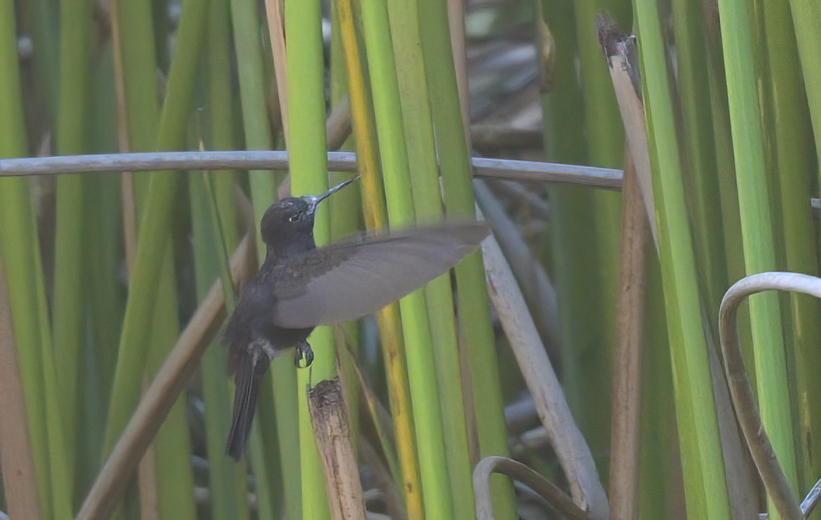 Black Metaltail - ML645072466