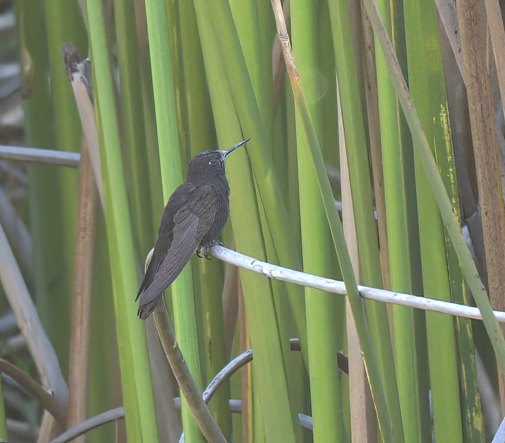 Black Metaltail - ML645072467