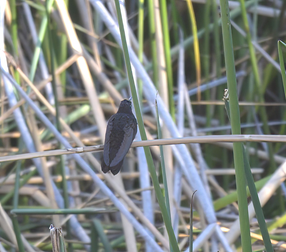 Black Metaltail - ML645072468