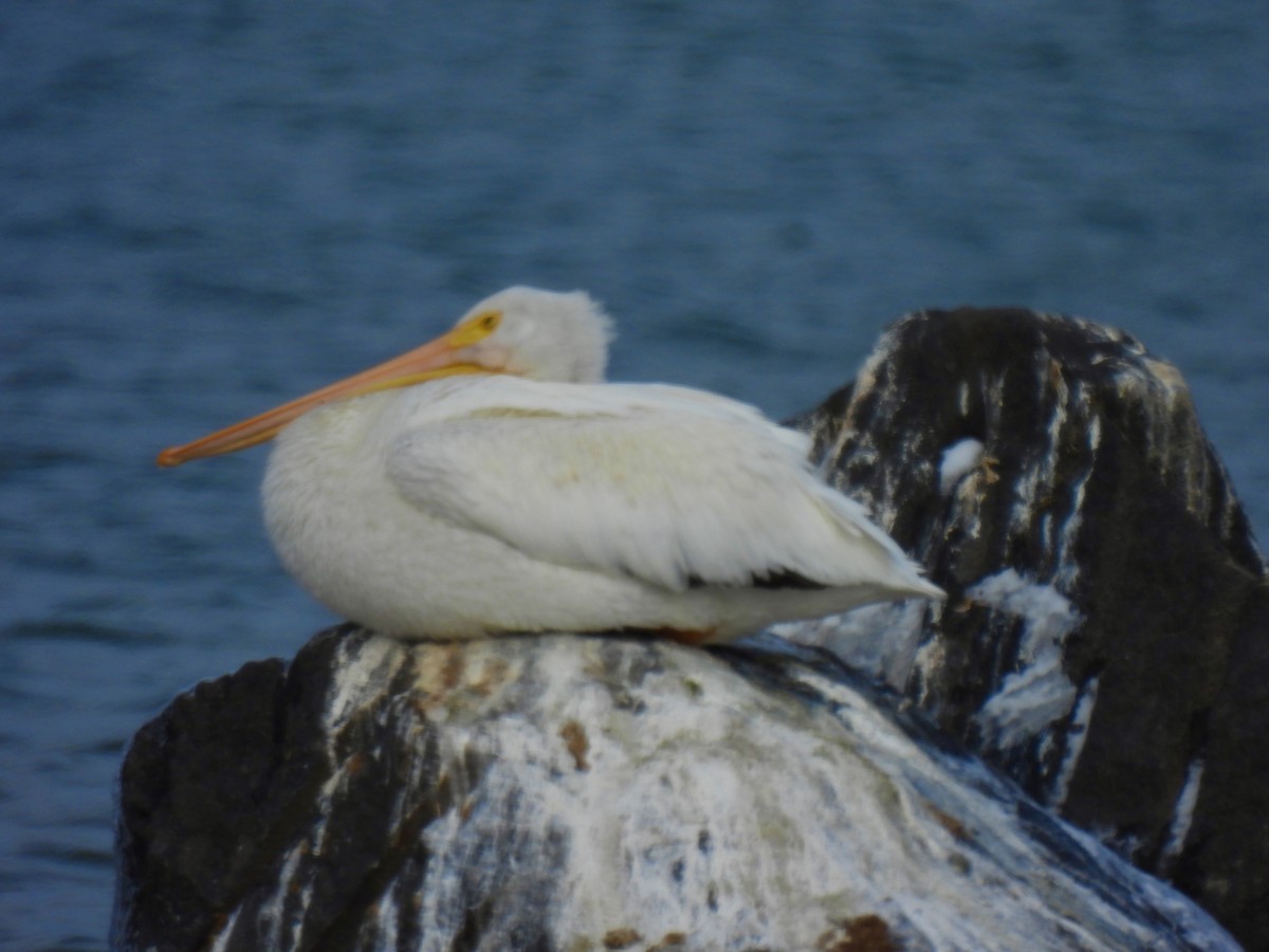 American White Pelican - ML645072469