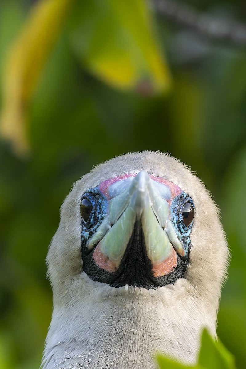 Rotfußtölpel - ML645072472