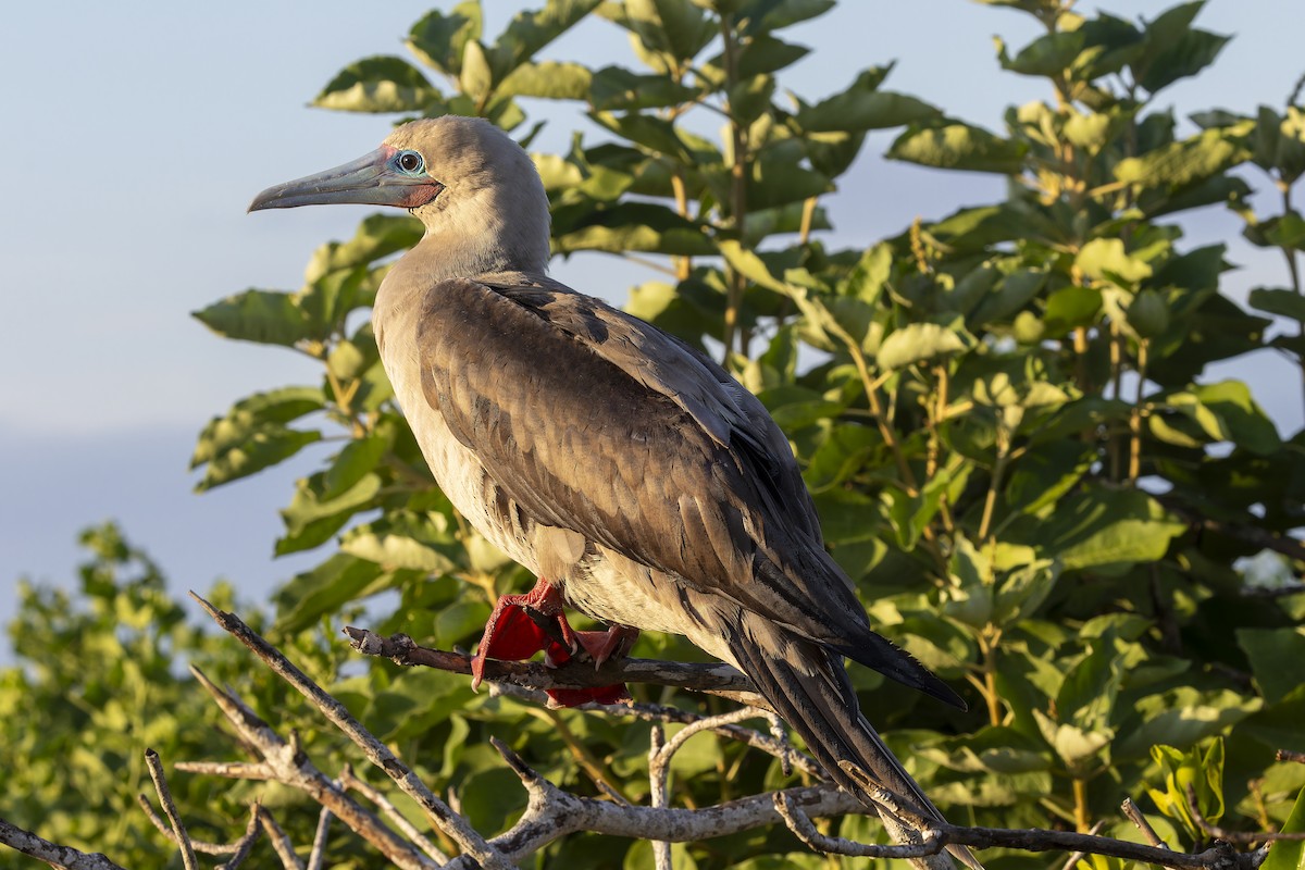 Rotfußtölpel - ML645072473