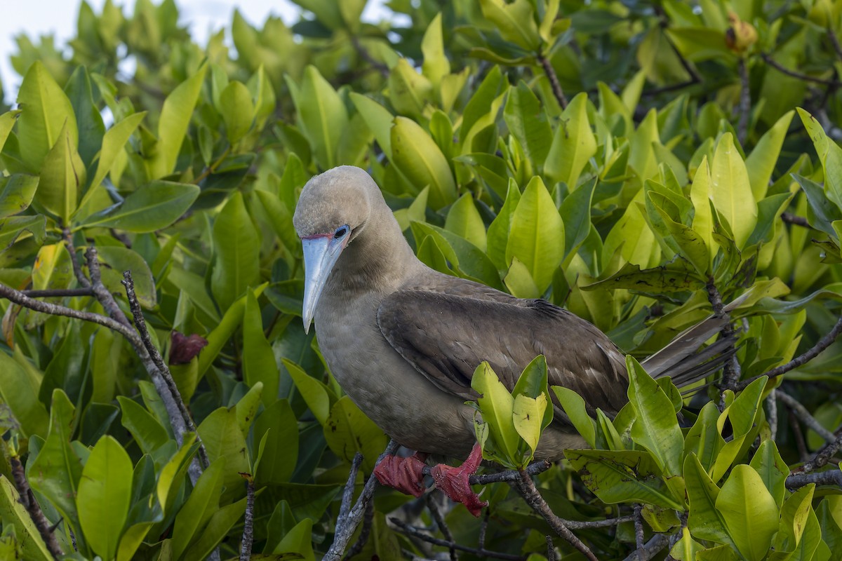 Rotfußtölpel - ML645072474