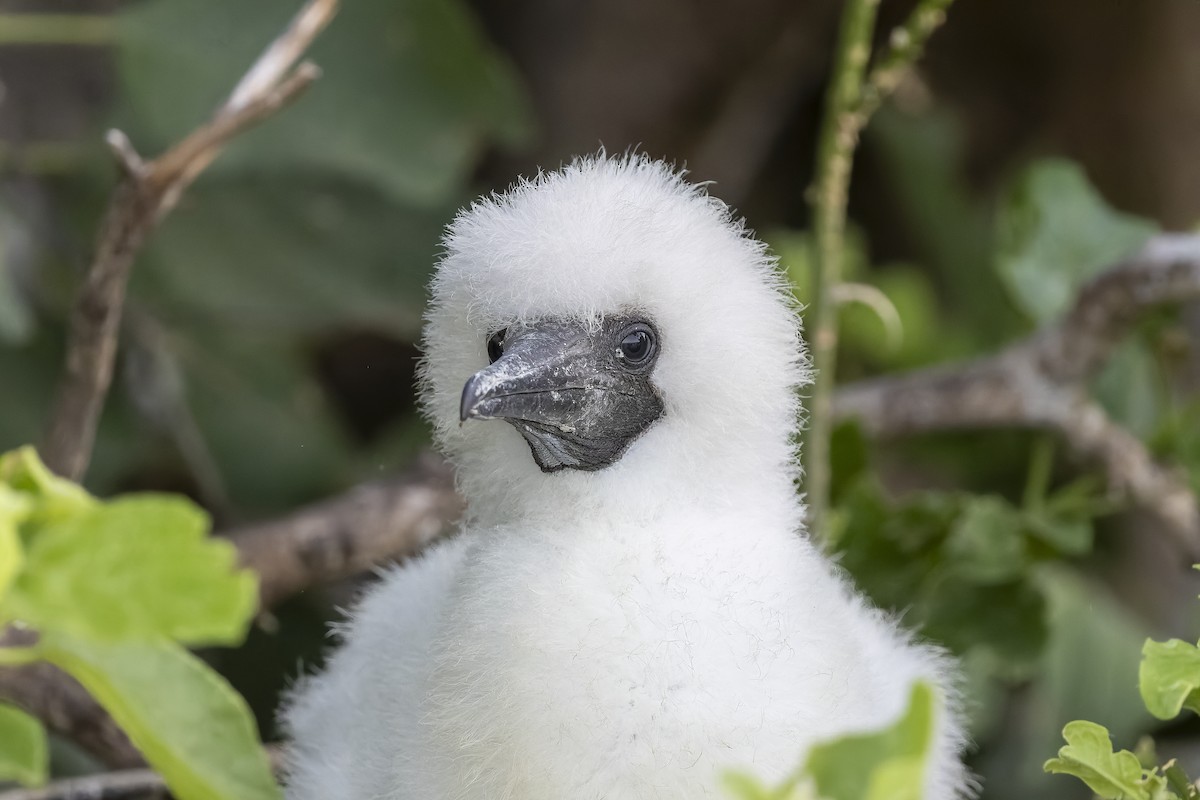 Rotfußtölpel - ML645072475