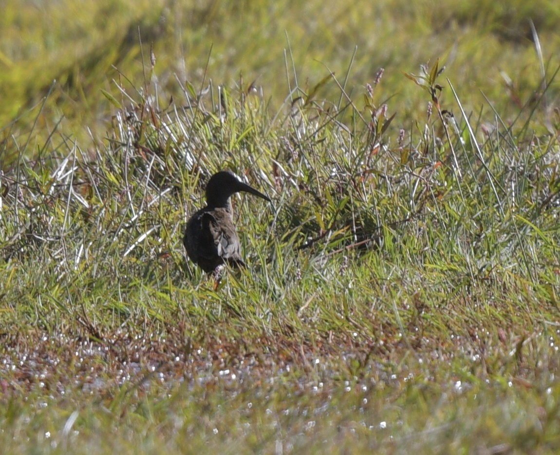Kurşuni Sukılavuzu - ML645072487