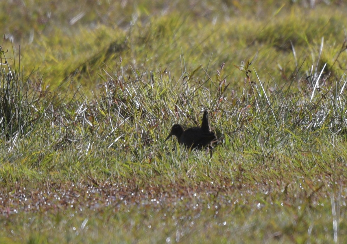 Kurşuni Sukılavuzu - ML645072488