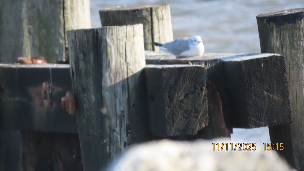 Бонапартова чайка - ML645072490