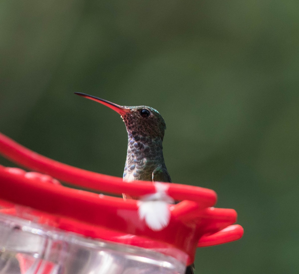 Buff-bellied Hummingbird - ML645072491