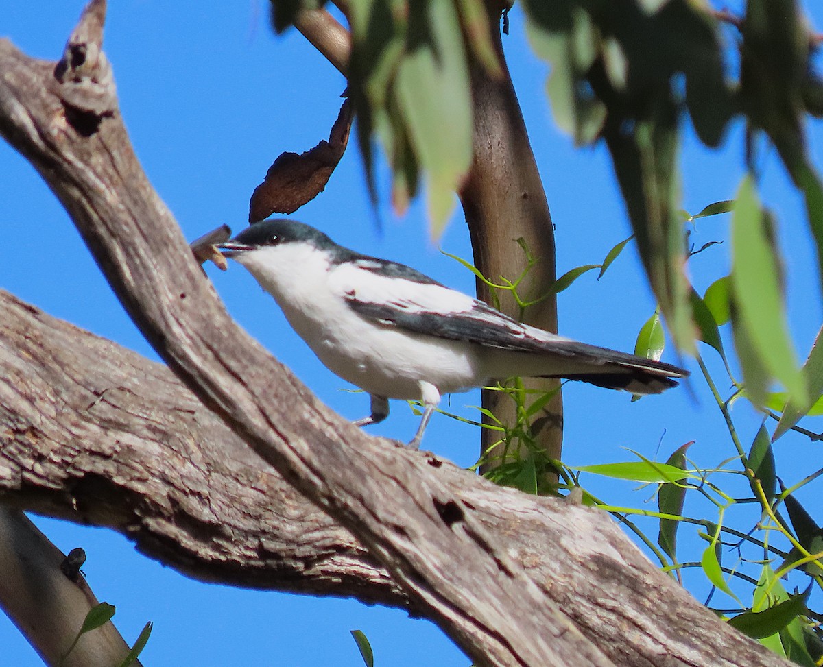 White-winged Triller - ML645072493