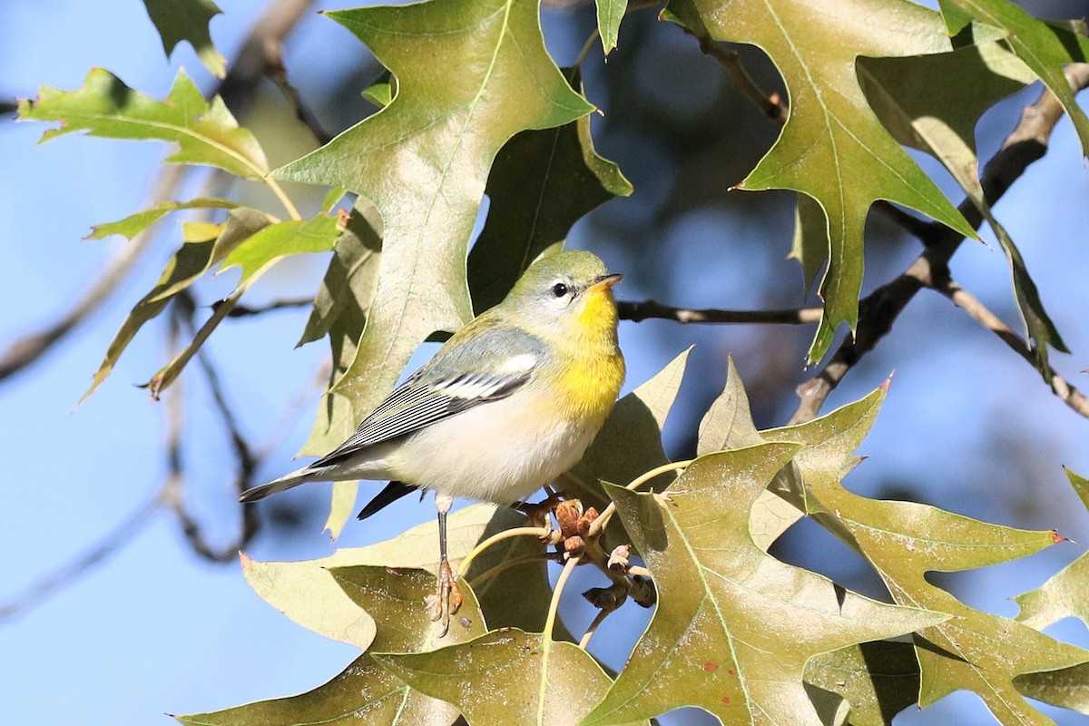 stryparula - ML645072506