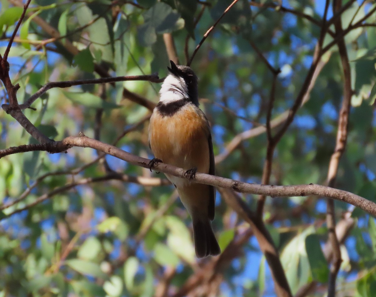 Rufous Whistler - ML645072512