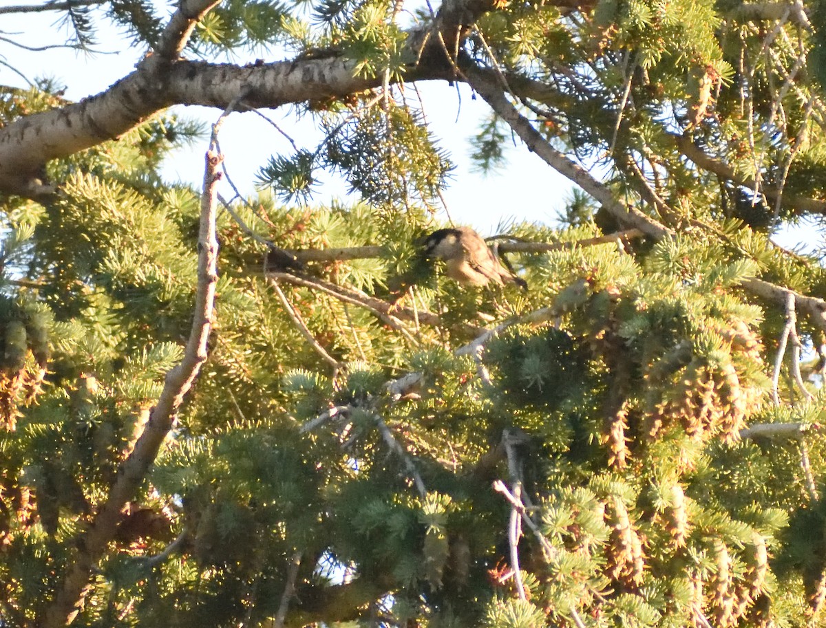 Mountain Chickadee (Rocky Mts.) - ML645072515